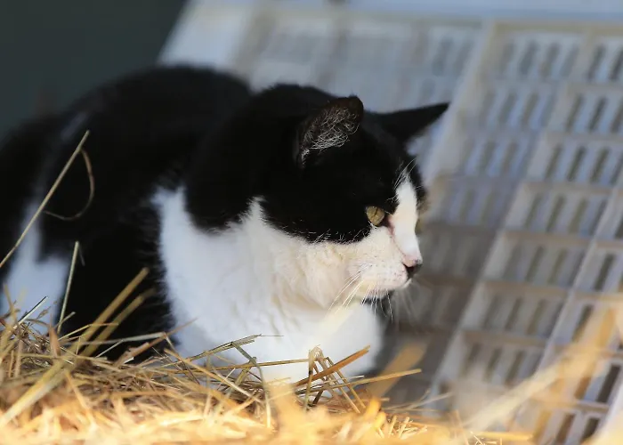 فندق مبيت وإفطار Fattoria Ca' Di Fatino 3*