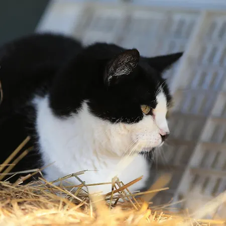 Bed & Breakfast Fattoria Ca' Di Fatino 3*