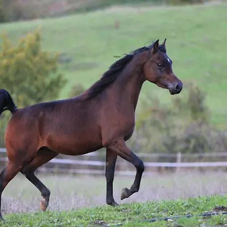 Fattoria Ca' Di Fatino Bed & Breakfast
