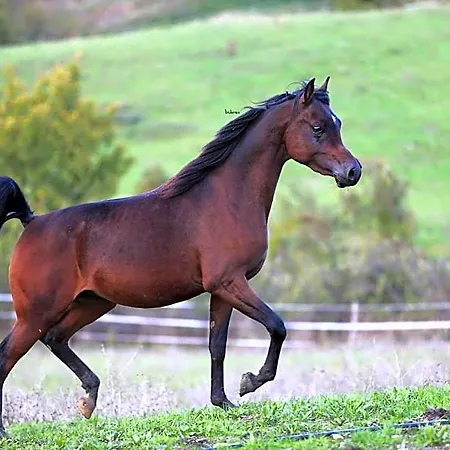 Fattoria Ca' Di Fatino 3*