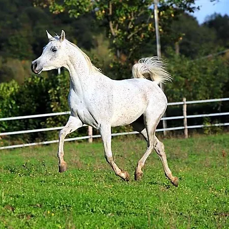 Fattoria Ca' Di Fatino