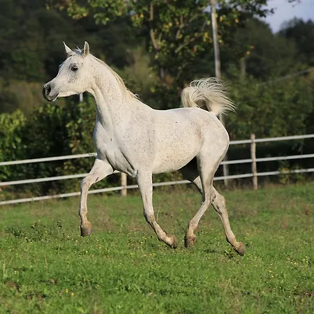 Fattoria Ca' Di Fatino فندق مبيت وإفطار