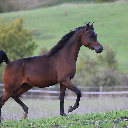 Fattoria Ca' Di Fatino فندق مبيت وإفطار 3*
